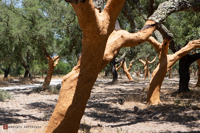 Immagini Stock - Raccolto Di Corteccia Di Quercia Da Sughero Dal Tronco Di  Quercia Da Sughero (Quercus Suber) Per La Produzione Industriale Di Vino  Tappo Di Sughero Nella Regione Dell'Alentejo, Portogallo. Image