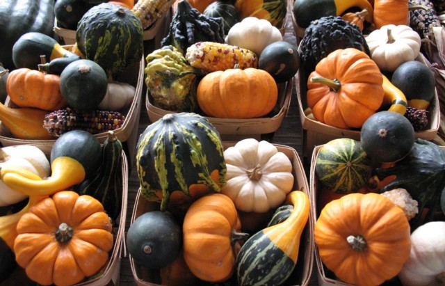 Come ottenere la zucca violina per la IV gamma