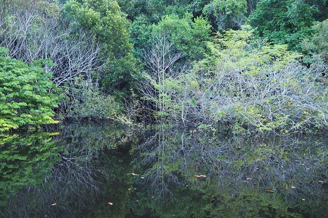 scimmiette della foresta pluviale tropicale