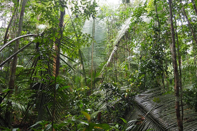 scimmiette della foresta pluviale tropicale