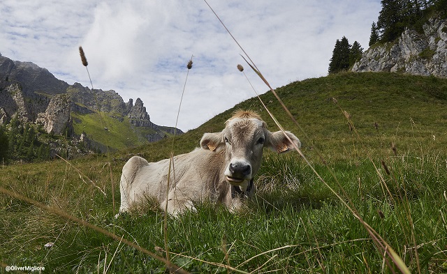 PAIOLO TRENTINO 25 CM RAME TRADIZIONALE | CREARTISTIC