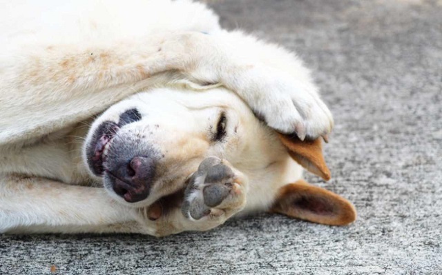 Botti di Capodanno, le raccomandazioni del Comune: «Rispettare persone e  animali»