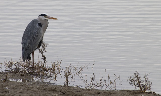 airone-cenerino-ardea-cinerea.jpg