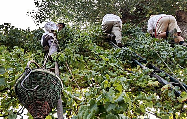 11-la-vendemmia-con-le-scale-nelle-antiche-vigne-alberate-in-campania.jpg