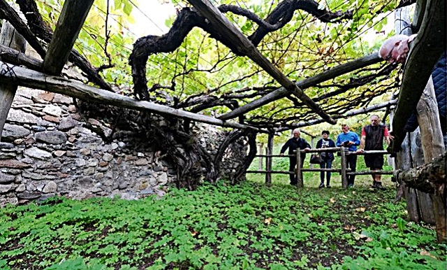 5-la-vigna-versoaln-di-castel-katzenzungen-a-prissiano-nel-burgraviato-meranese.jpg