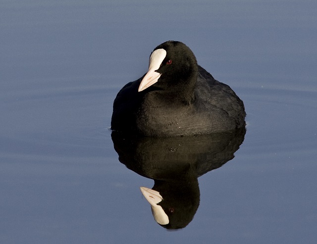 folaga-fulica-atra.jpg