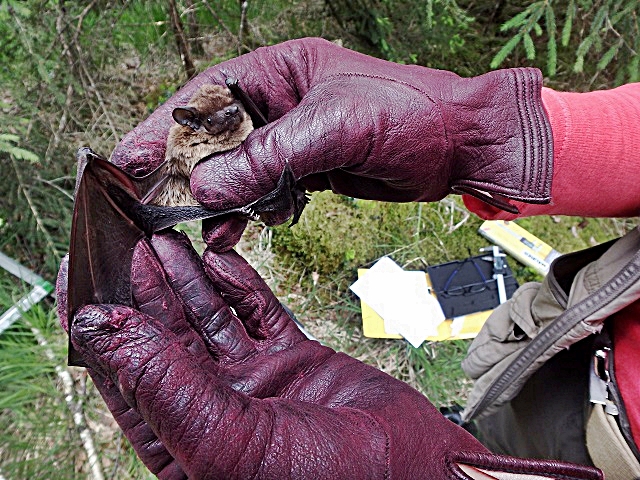 pipistrello-abb-vermessung-fledermaus_-c-josef-hackhofer.JPG