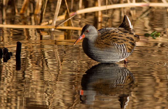 porciglione-rallus-aquaticus.jpg