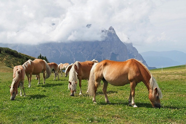 avellignesi-horses-7457027_1280.jpg