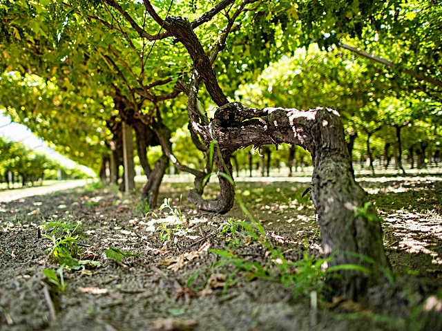 2-le-viti-centenarie-del-vitigno-enantio-della-cantina-roeno-a-brentino-belluno-foto-martina-centa.jpg