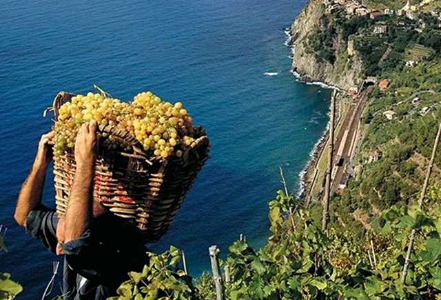 5-viticoltura-eroica-nel-parco-delle-cinque-terre.jpg